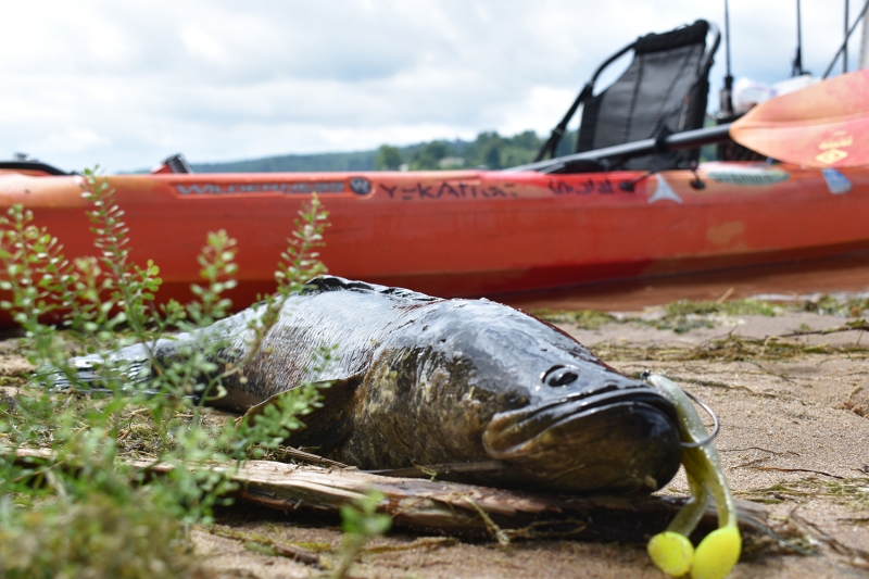 Fishing for Northern Snakehead, Wilderness Systems Kayaks