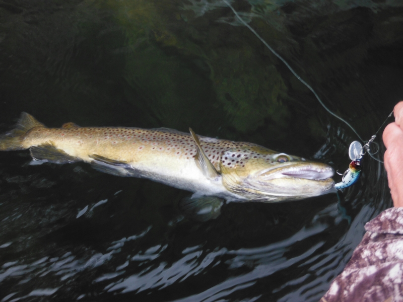 Tactics for Catching Trout from a Kayak, Wilderness Systems Kayaks